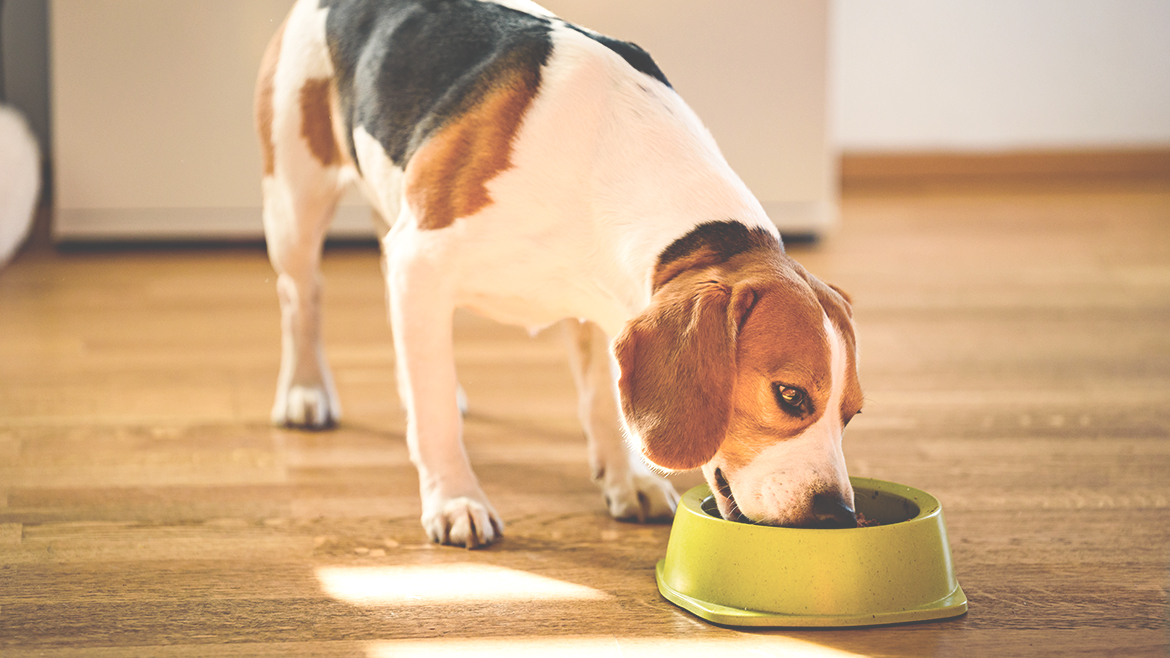 Seu cãozinho não quer comer? Fique atento aos sinais