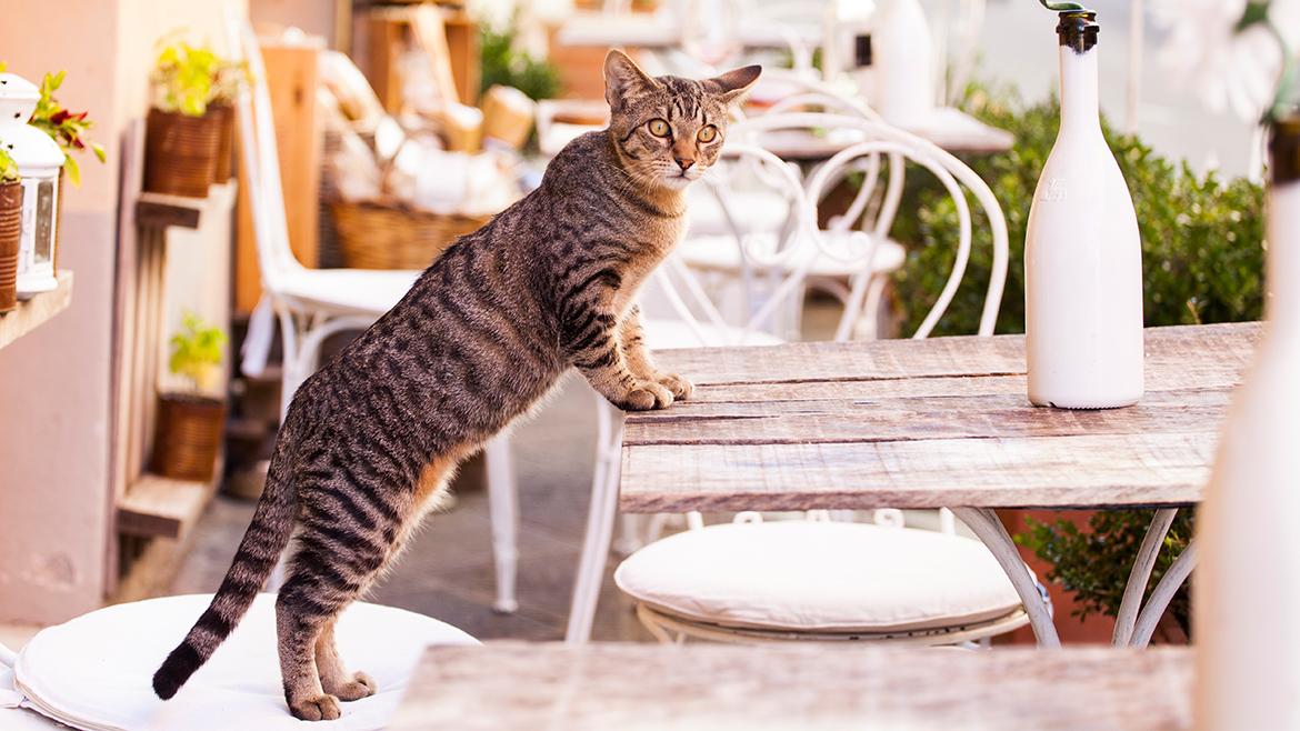 A relação dos gatos com os lugares altos da casa