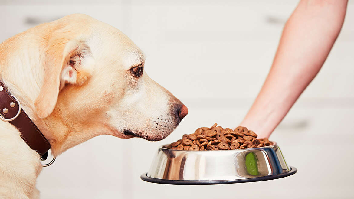 Como escolher a ração ideal para o seu pet