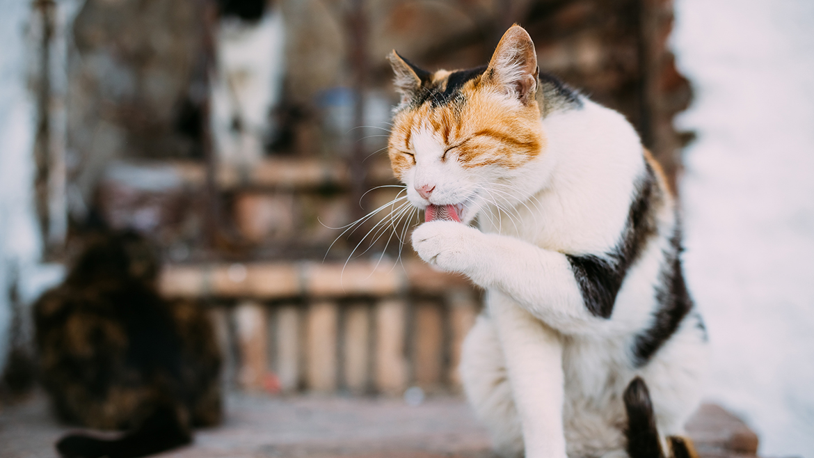 Por que os gatos se lambem com tanta frequência?