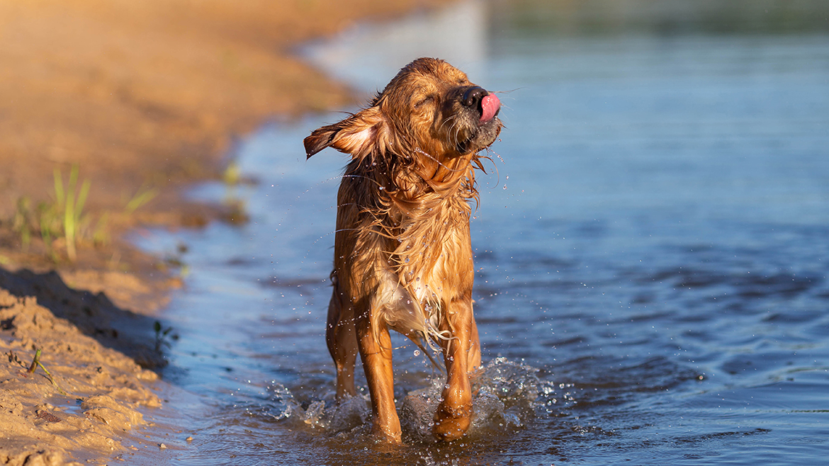 Como refrescar seu pet em dias quentes