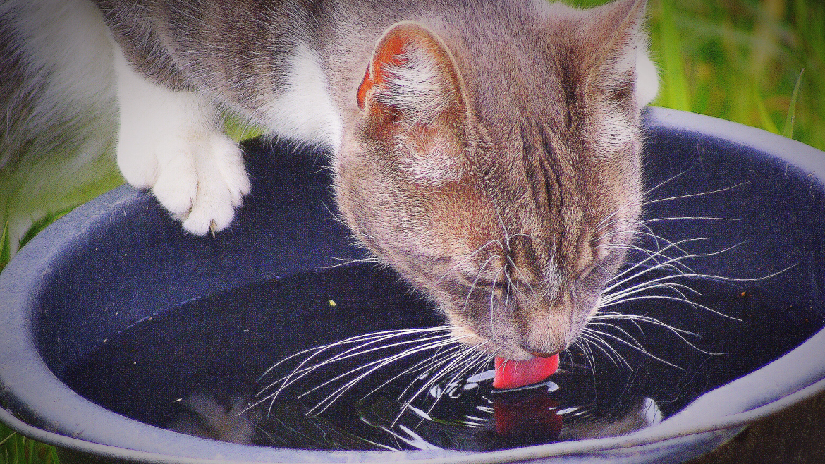 Dê atenção a hidratação do seu gato