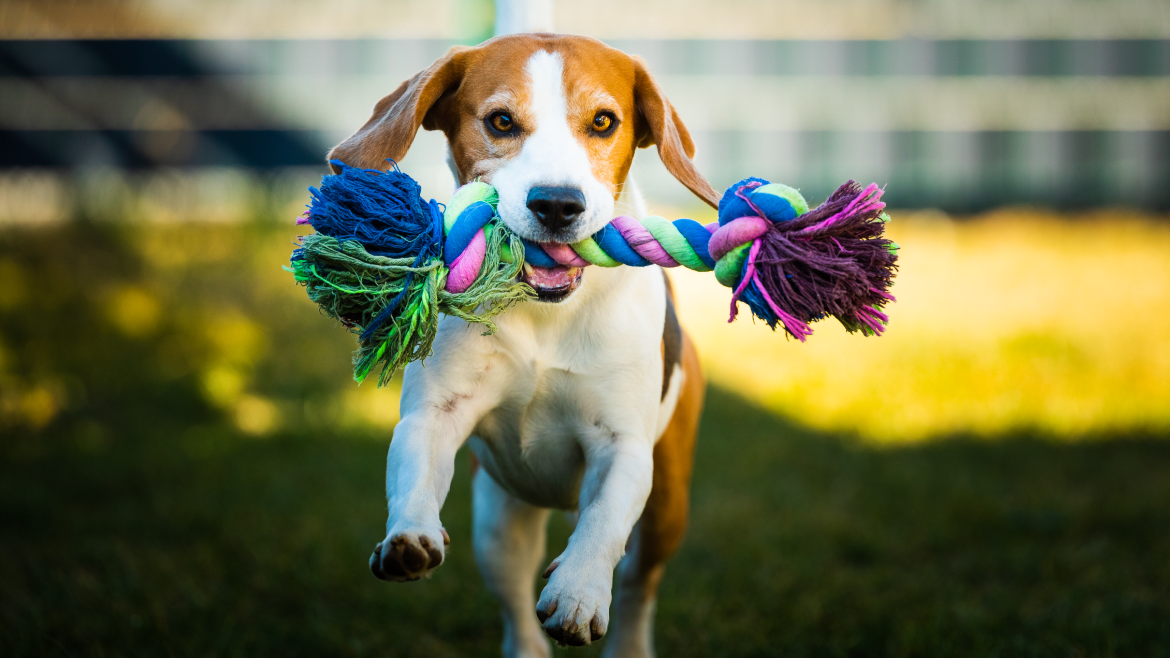 Dicas de brinquedos para o seu cachorro