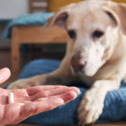 Como dar remédio para cachorro