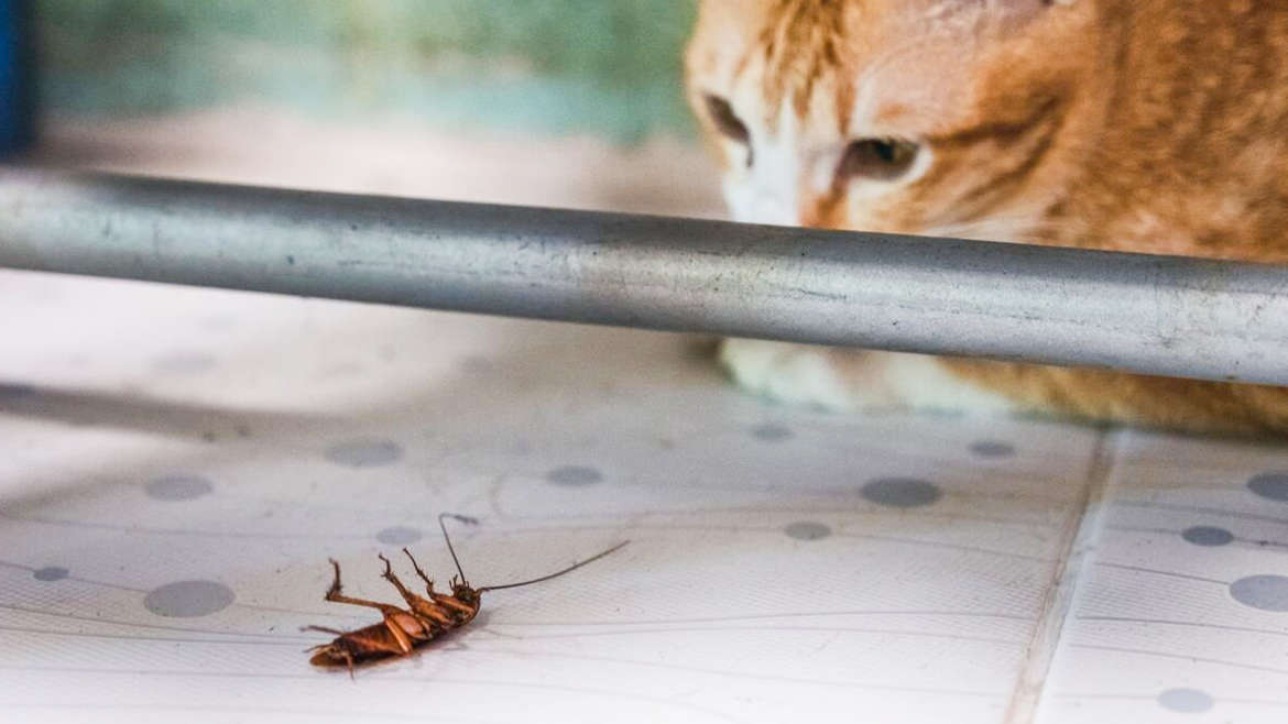 Presentinhos que os gatos levam para seus donos